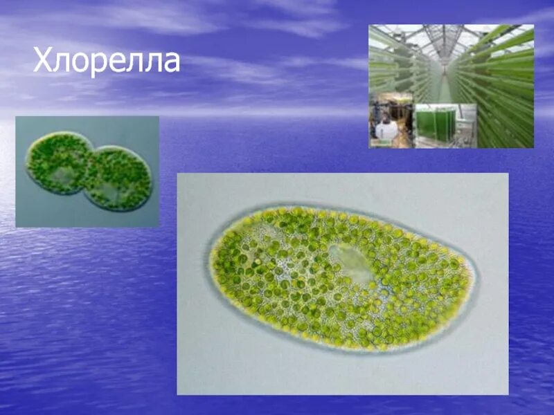 Хлорелла среда обитания наземно воздушная. Хлорелла водоросль. водоросли хлорелла под микроскопом. планктонная хлорелла это. планктон хлорелла.