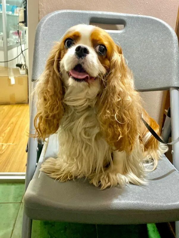 альтернатива балашиха