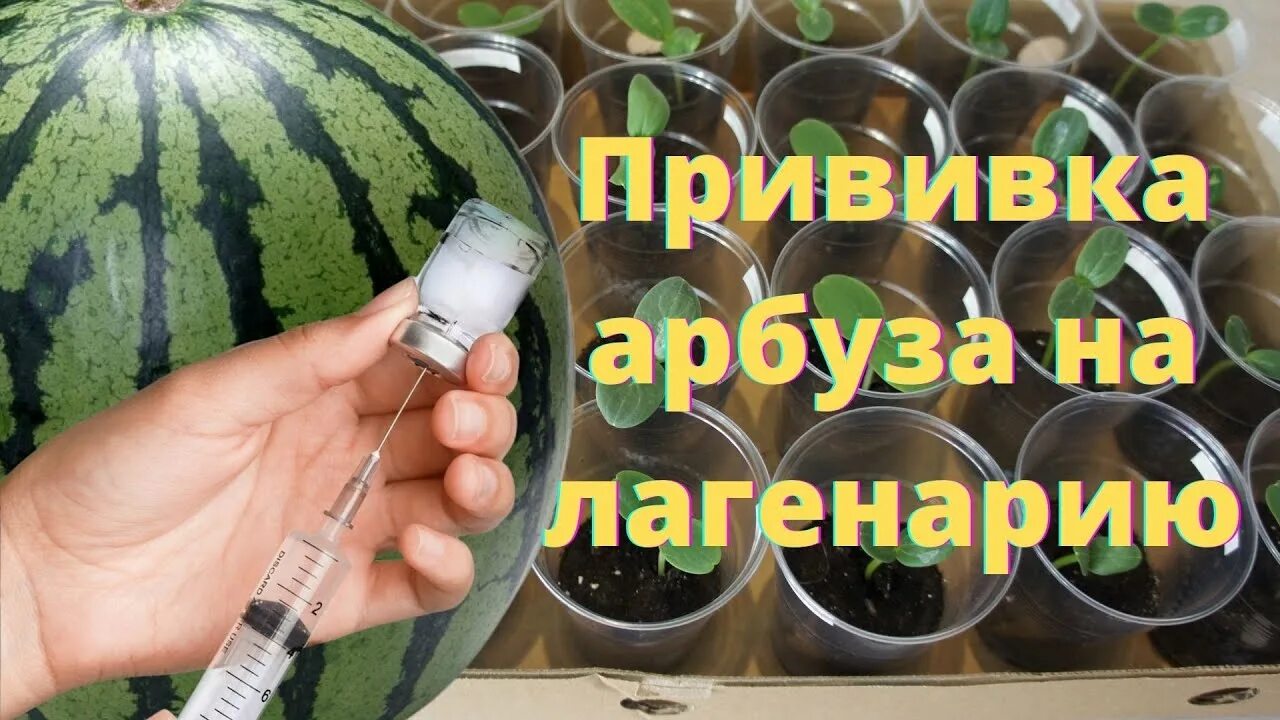 На какие прививать арбузы. Прививка арбуза. Прививка арбузов на лагенарию. Прививка арбуза на лагенарию язычком. Прививка арбузов на тыкву.