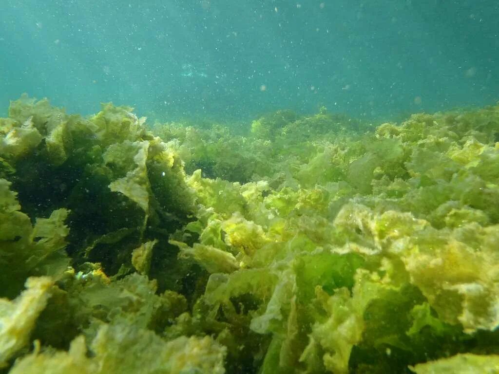 Придонные водоросли. Фитопланктон водоросли. Одноклеточные планктонные водоросли. Фитопланктон и ламинарии. Бурые водоросли фитопланктон.