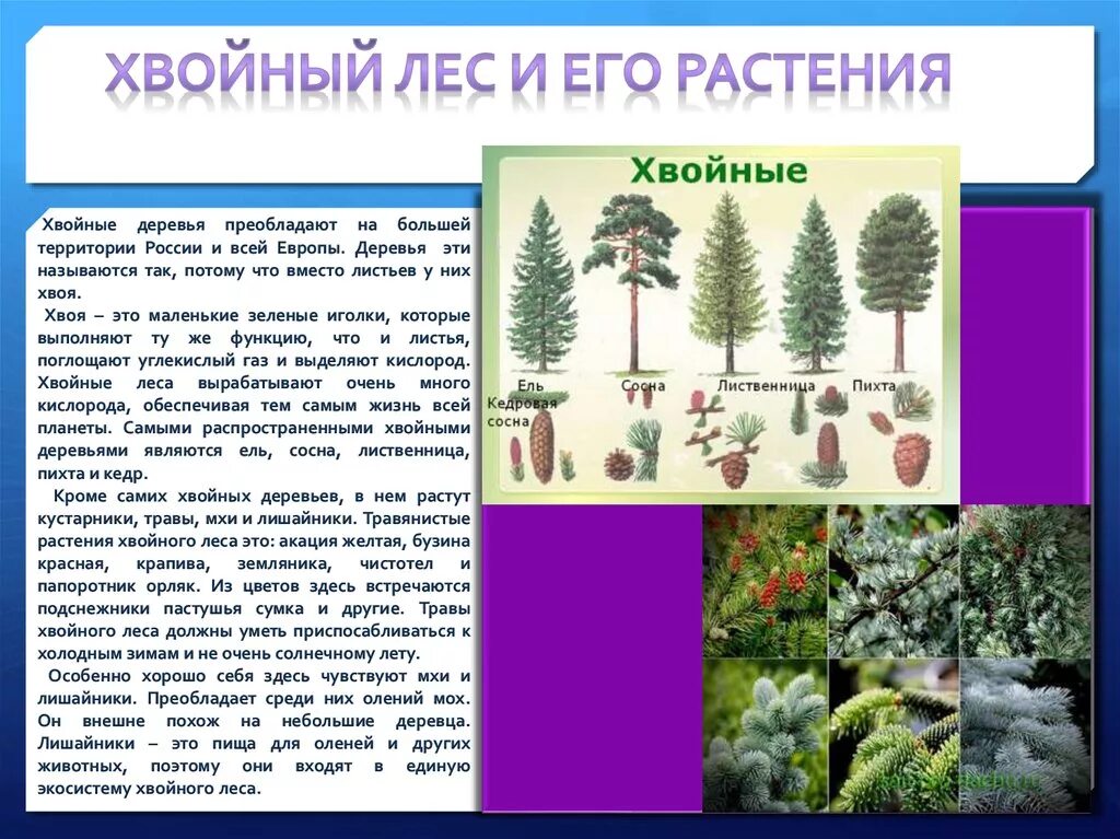 В какой природной зоне преобладают хвойные деревья. Хвойный лес растения. Растения в хвойных лесах. Презентация еловый лес. Животные и растения хвойных лесов.