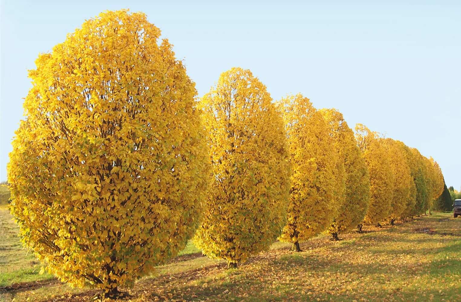 Граб обыкновенный. Граб дерево. Граб обыкновенный Монументалис. Carpinus betulus (граб обыкновенный) "pendula". Собранные лиственных