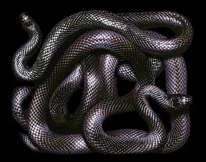 Snake plate