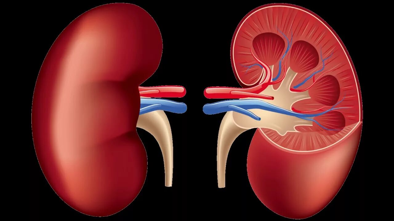 Kidney structure. Human Kidney structure. Kidney Flyer. Кролог