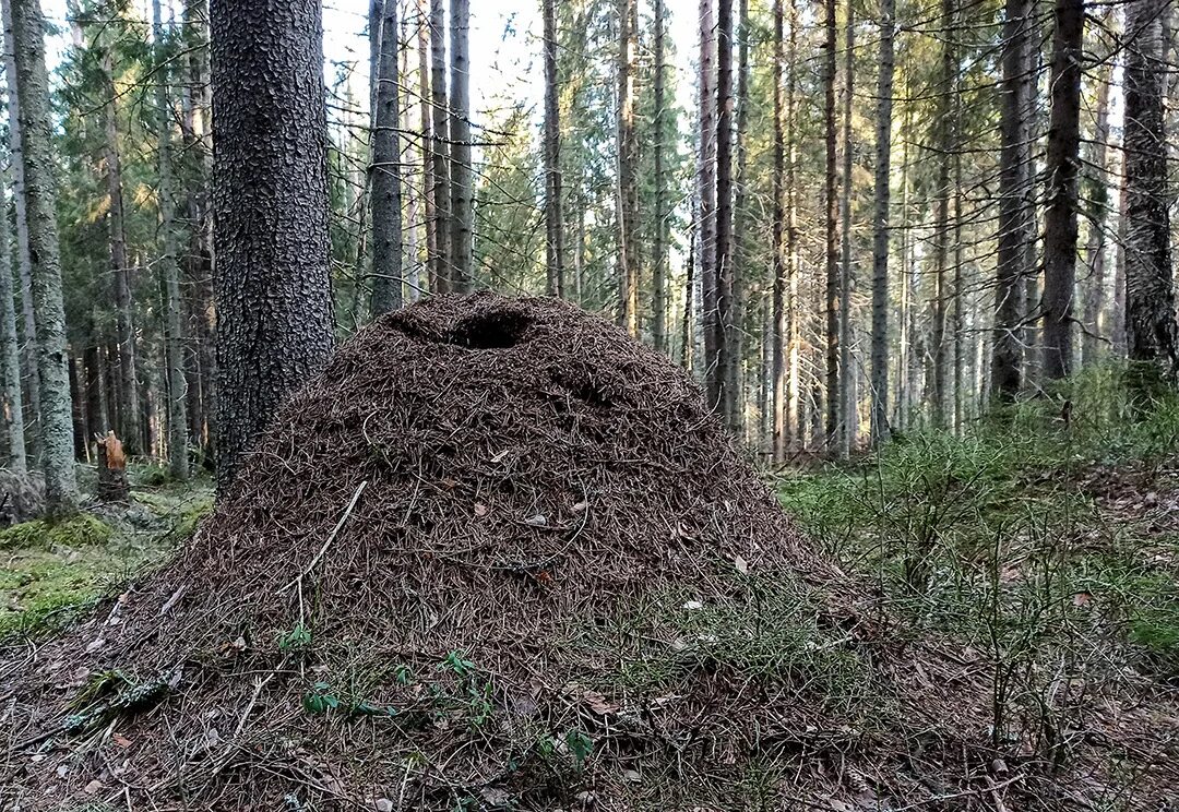 Большой муравейник. Ушканьи острова муравейники. Томский Муравейник. Земляные муравейники. Петра Дубрава лес муравейники.