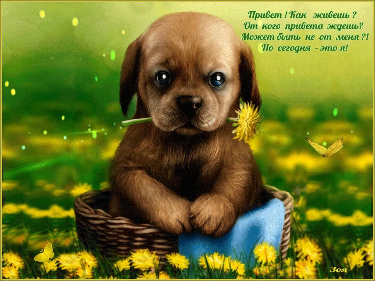 Добрые пожелания с собачками. Приветствие картинки. Открытки привет. Милый щенок открытка.