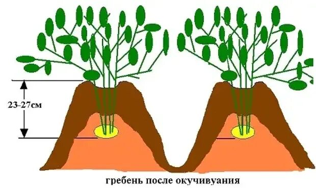 Гребни картофеля. Окучивание почвы. Окучивание картофеля схема. Схема посадки картофеля в гребни. Схема окучивания картошки.