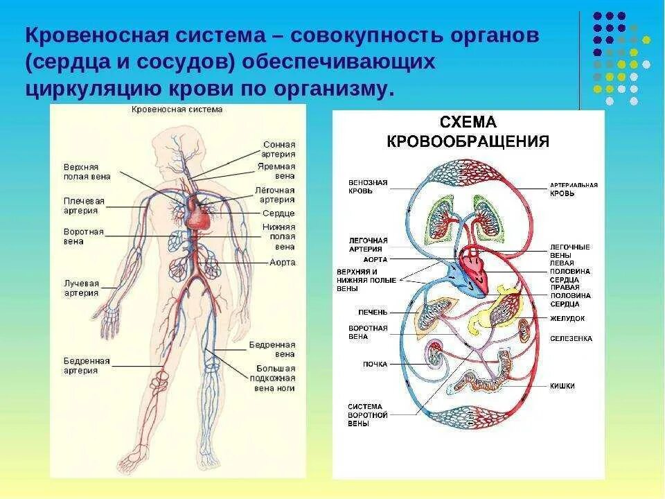 Схема кровяной системы человека. Строение кровеносной системы. Анатомия строение кровеносной системы. Кровеносная система организма схема.