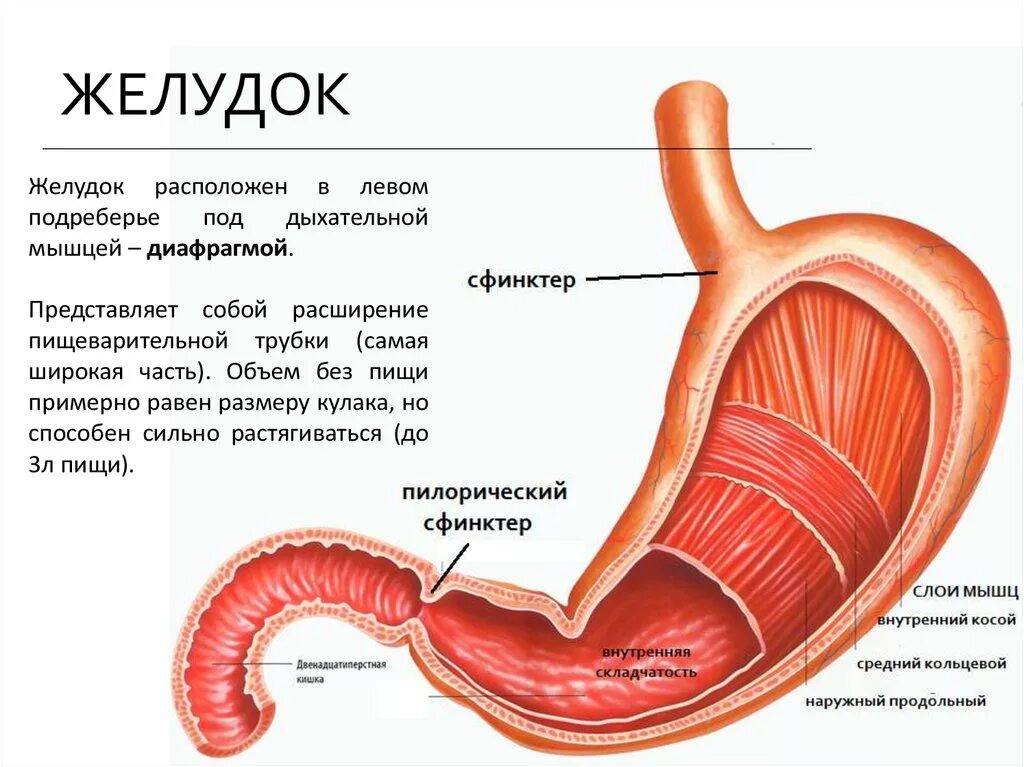 Ковид желудка. Анатомия желудка и 12-перстной кишки. Желудок сфинктер двенадцатиперстная кишка строение. Анатомия 12 перстной кишки сфинктеры. Строение 12 перстной кишки и желудка.