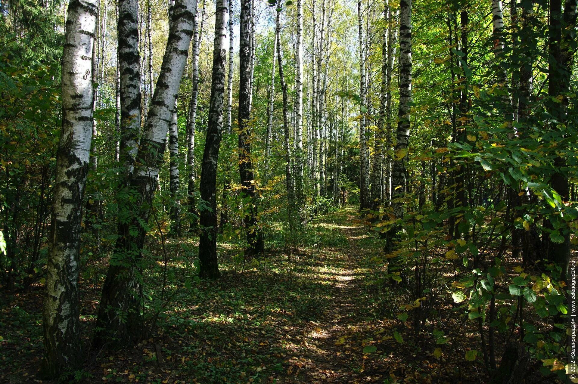 Создание лесопарков. Щелковский лес. Лесопарковые зоны картинки. Лесопарковый зеленый пояс.