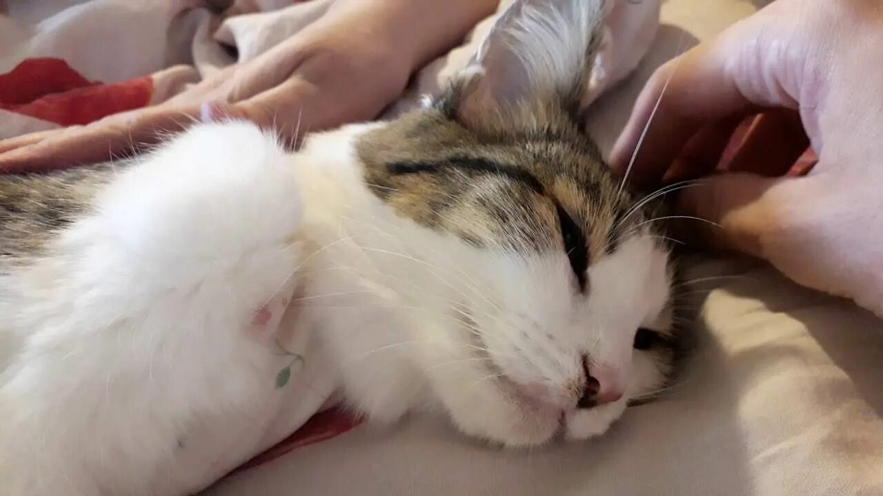 Сколько времени кошка отходит после наркоза. Кошка после стерилизации.