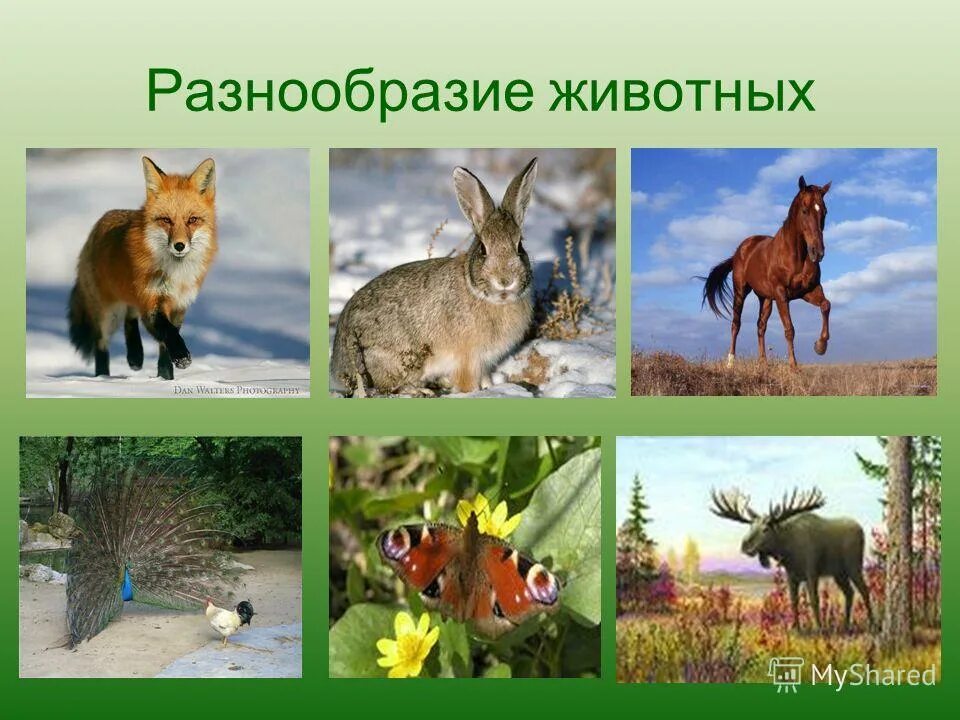 Сообщение многообразие животных