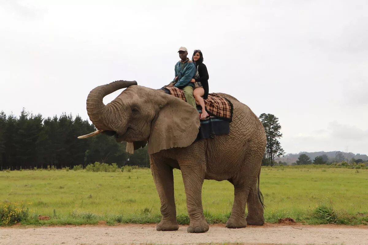 Райд слон. Ride on an Elephant. Сафари в Тайланде. Riding an Elephant.