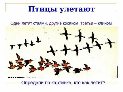 По какой причине перелетные птицы летают клином