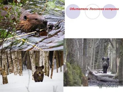 Назови 4 заповедника