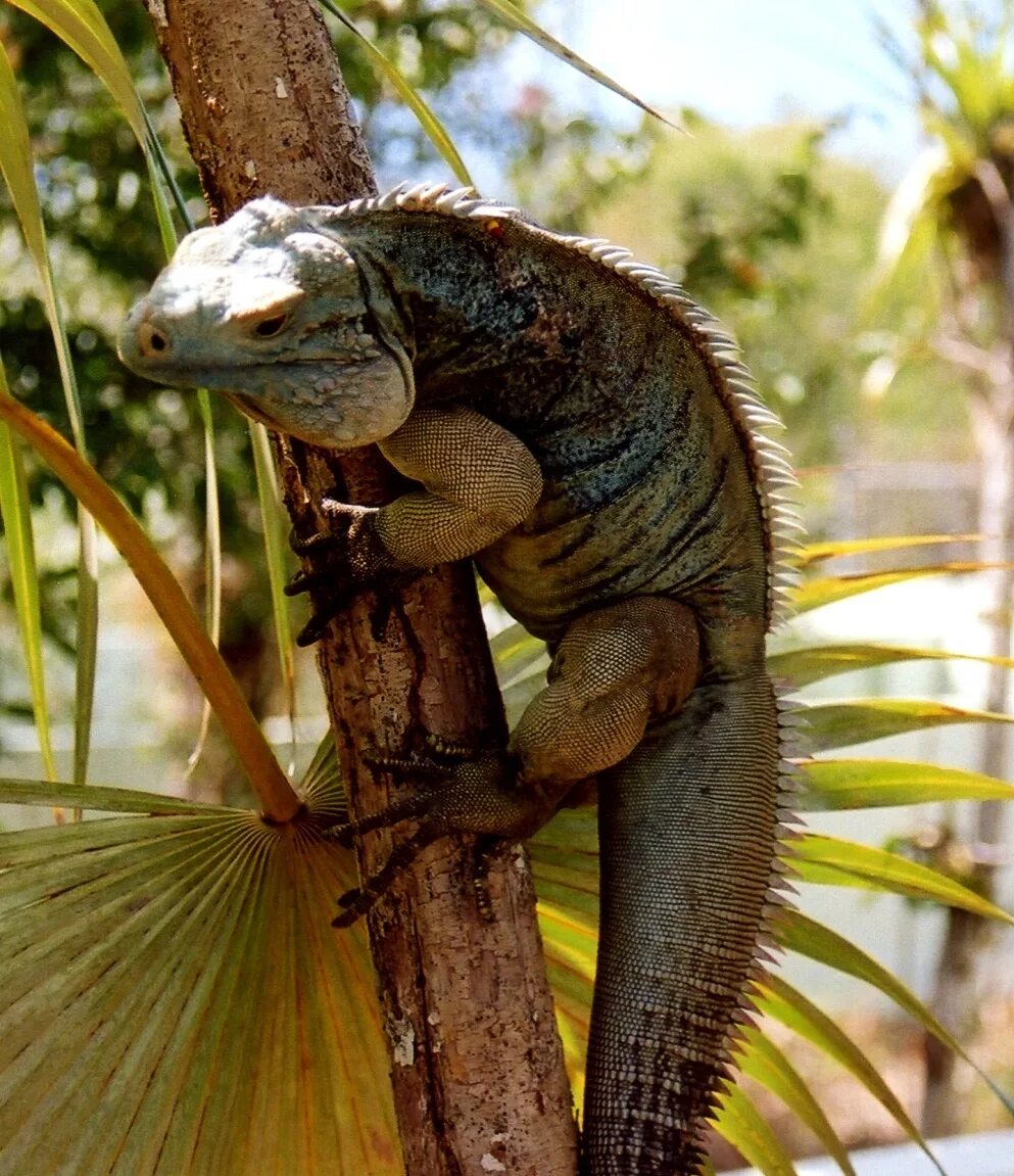 Где найти игуану. Игуана обыкновенная ( Iguana Iguana). Игуана травоядная. Большая ящерица игуана. Голубая игуана ящерица.