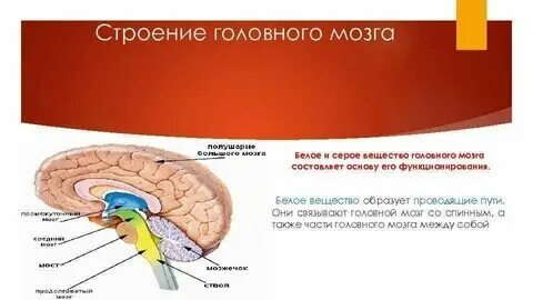 Белое море на физической карте. Белое море карта географическая. Где расположен белый. Где расположен белый. Где расположен белый.
