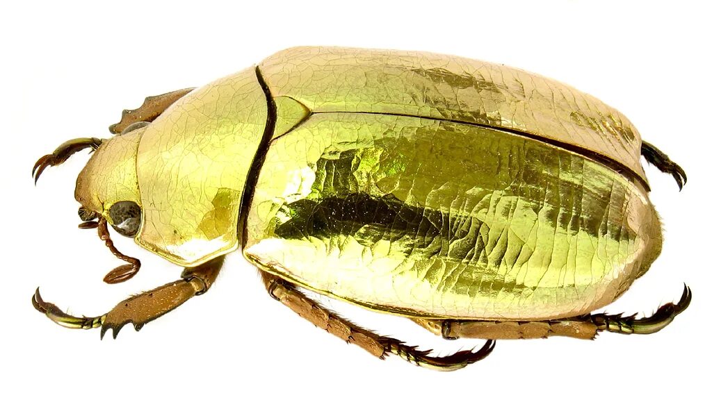 Chrysina resplendens. Золотой Майский Жук. Chrysina Жук. Золотистый Жук Chrysina resplendens..