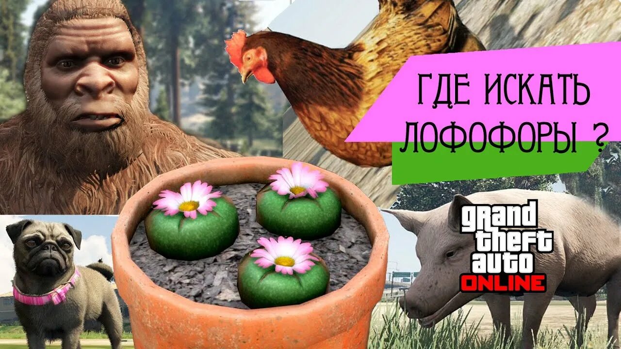 Как найти в гта лофофоры. Лофофоры в gta 5. карта лофофор в гта 5. лофофора в гта 5. кактусы лофофора в гта 5.
