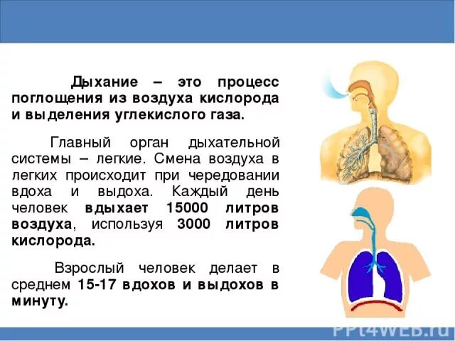 интересные факты о дыхательной системе