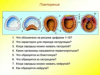 Гаструла это двухслойный зародыш однослойный зародыш