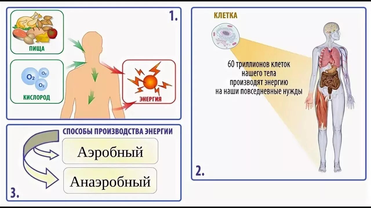 Клетки энергии в организме. Энергия клетки человека. Энергия в организме человека. Энергия органов человека.