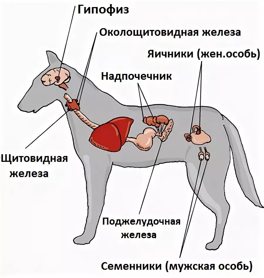 Печень у собаки симптомы. Железы внутренней секреции собаки. Строение и функции эндокринной системы животных. Железы внутренней секреции Ветеринария. Эндокринная система животных органы и функции.