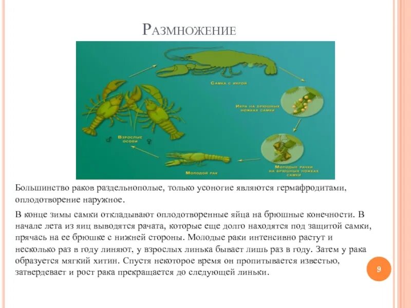 Разведение аккр. Cherax holthuisi. Cherax quadricarinatus. Рыбы гермафродиты. Раки гермафродиты.