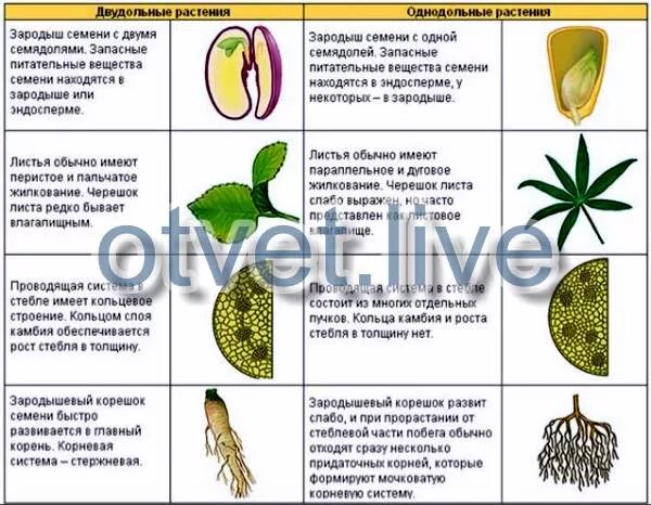Опыление однодольных и двудольных растений. Оболочка пыльцевых зерен однодольных. опыление однодольных растений. характеристика однодольных растений. тип опыления у однодольных растений.