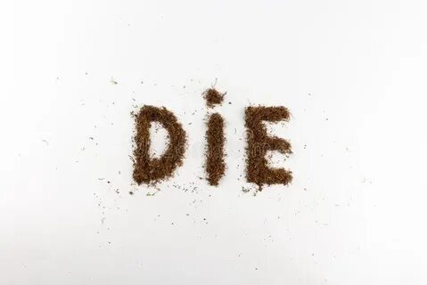 Слово die