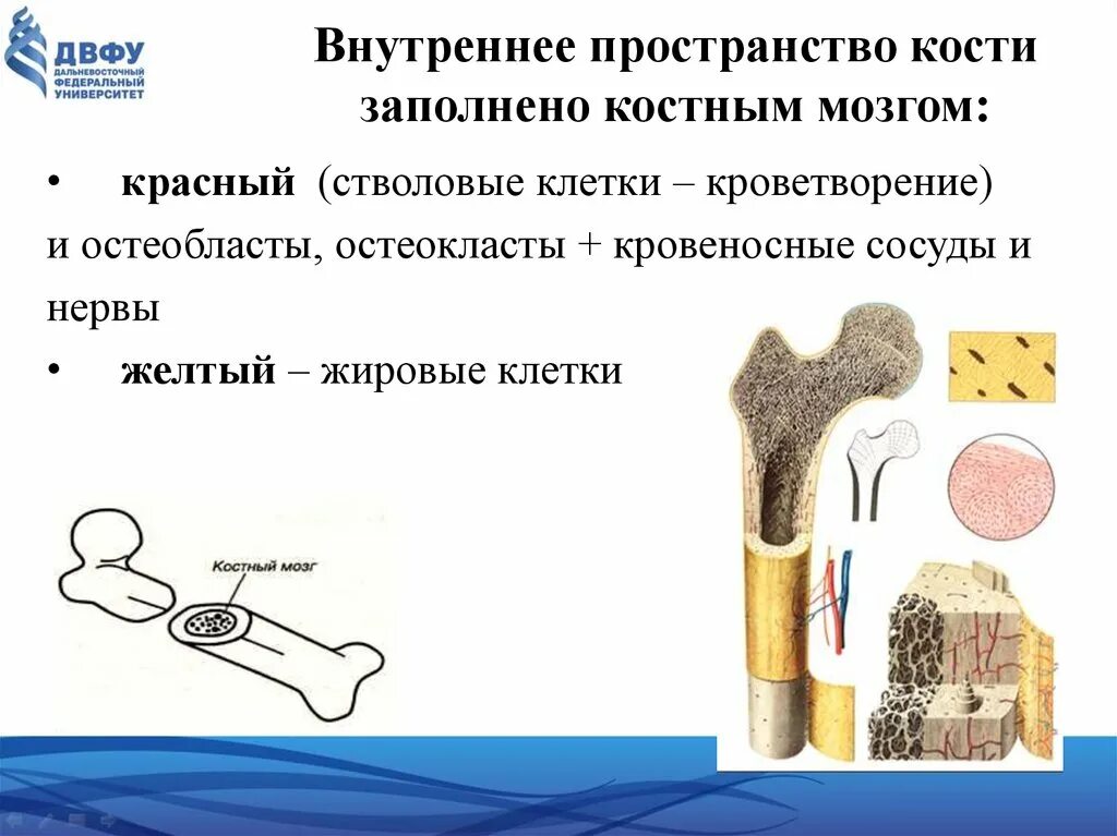 Заполнена красным костным мозгом. Стволовые клетки костного мозга. Стволовые клетки красного костного мозга. Строение трубчатой кости. Внутреннее пространство кости.