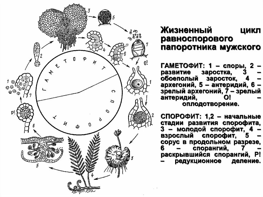 Жизненный процесс папоротника. Жизненный цикл равноспорового папоротника. Жизненный цикл папоротника щитовника мужского схема. Цикл развития папоротника щитовника мужского. Жизненный цикл равноспорового папоротника Щитовник мужской.