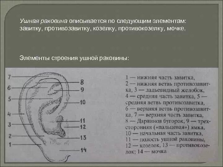 Строение ушной раковины анатомия. Части ушной раковины схема габитоскопия. Противозавиток ушной раковины криминалистика. Уши противокозелок криминалистика.