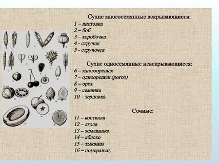 Зерновка боб