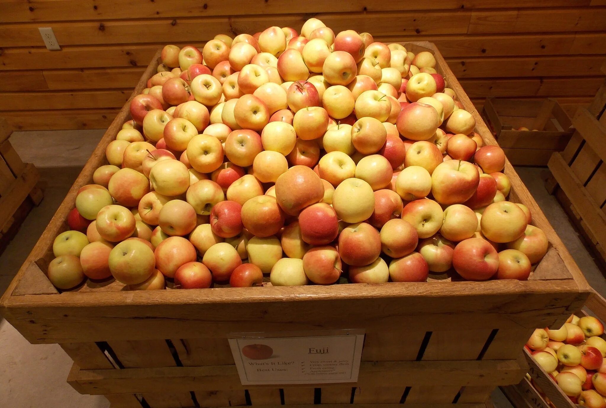Сколько стоит яблоня. Яблоко растет в России. Fuji Apple. Яблоко для т130.