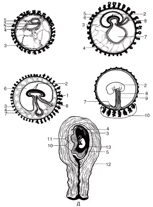 Внезародышевые органы схема. Внезародышевые органы гистология. Внезародышевые органы эмбриона человека. Внезародышевые органы гистология схема.