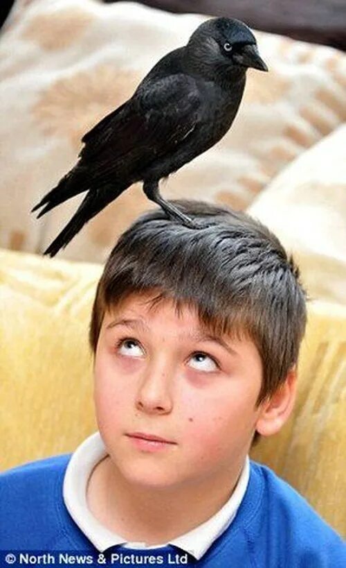 Мальчик и птица оскар. Мальчик и птица. Мальчик с вороном. Ручная Галка. Ваня мальчик птица.