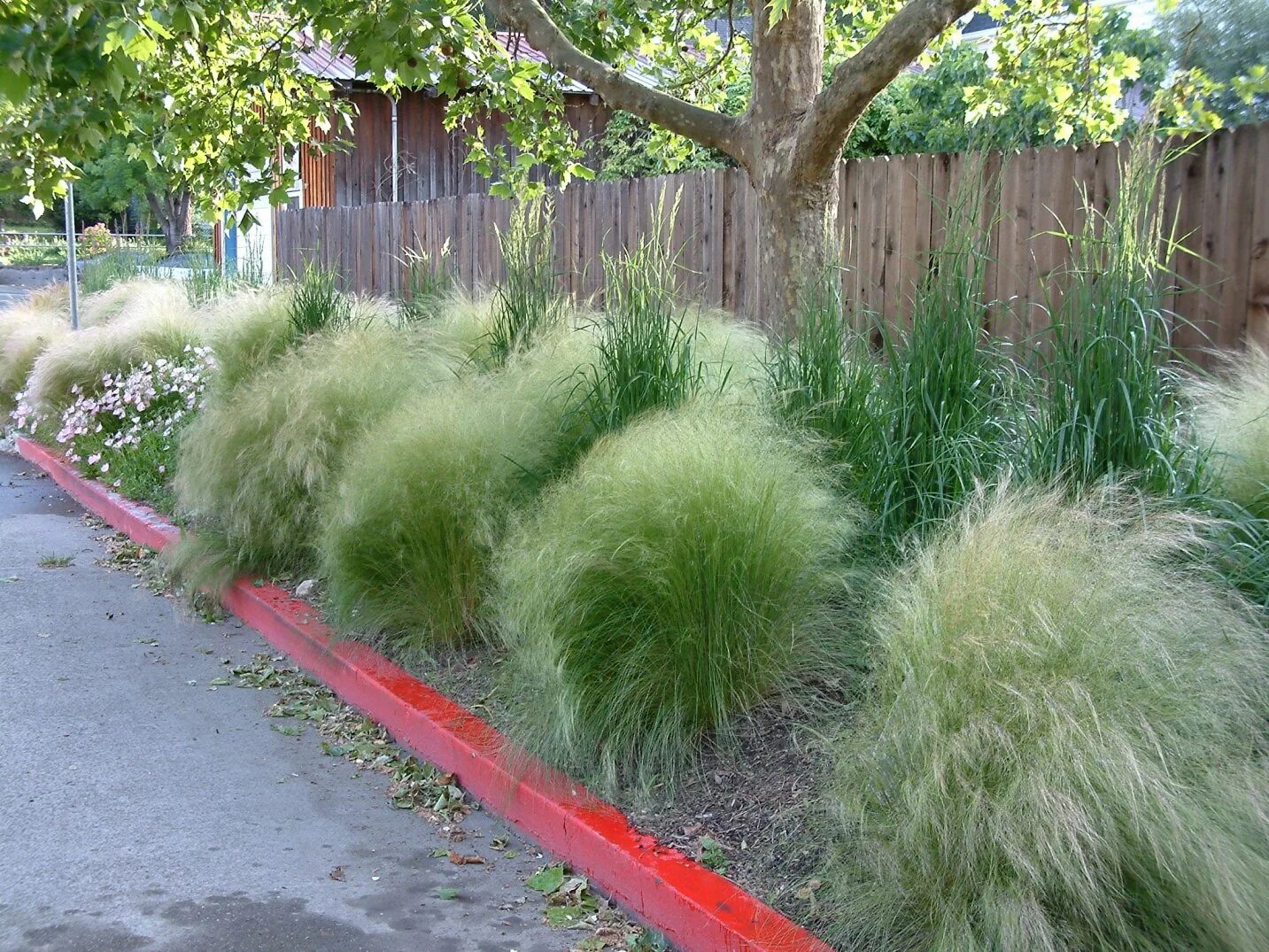 Травка садовая. Ковыль гривастый. Ковыль тончайший (Stipa tenuissima). Nassella tenuissima. Ковыль пушистое облако.