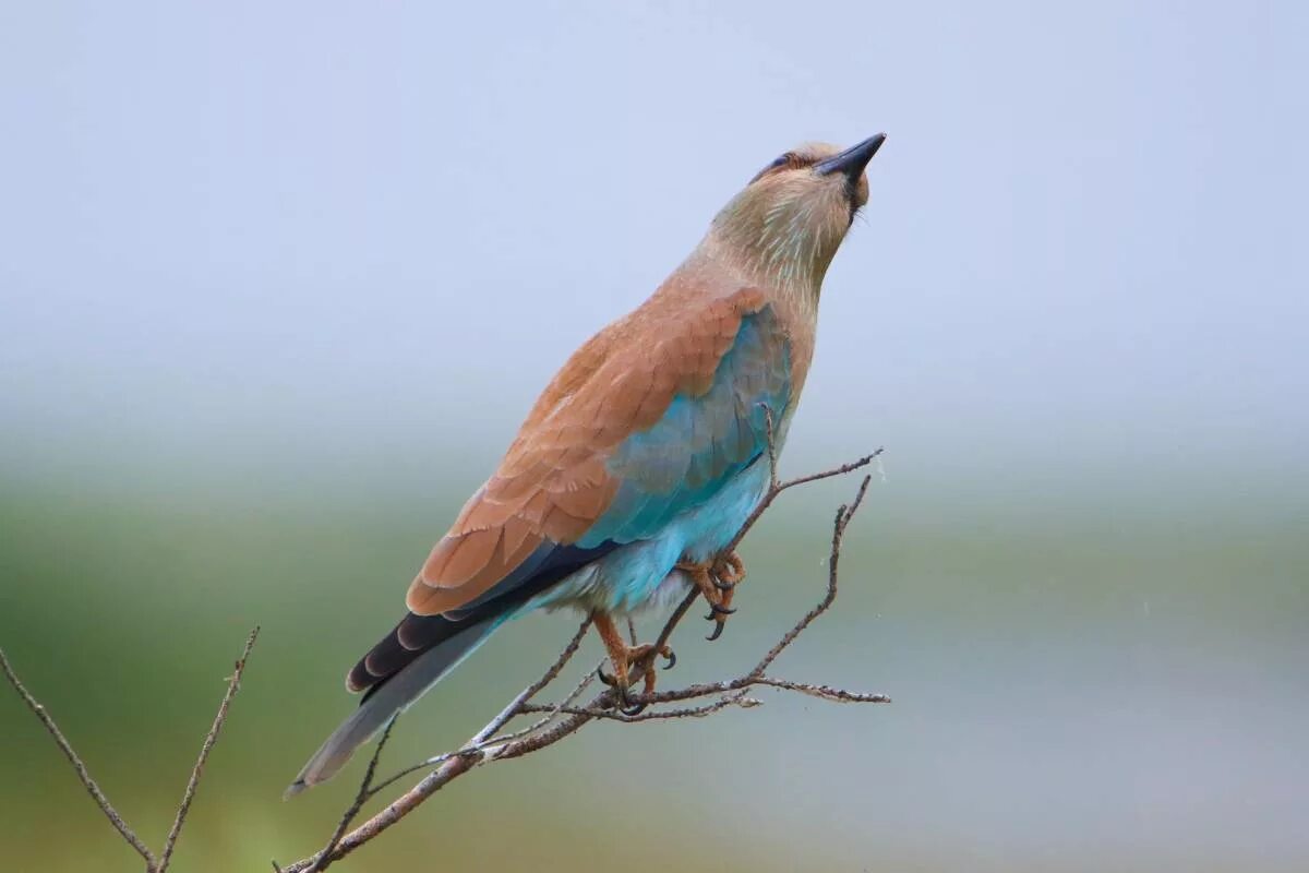 Какие птицы в ставропольском крае. Сойка сизоворонка. Голубая Удод (Coracias garrulus). Ставропольская Сойка. Сизоворонка в Крыму.