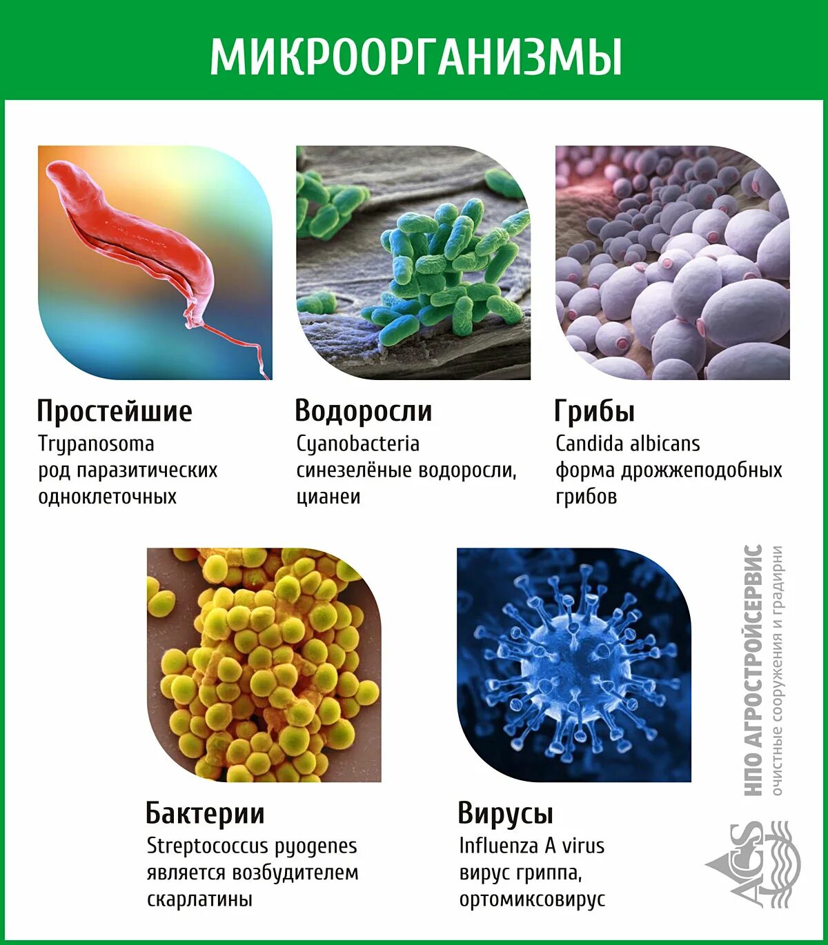 Микроорганизмы обитающие в воде. Микроорганизмах которые обитают в воде. Бактерии в воде. Бактерии которые обитают в воде. Бактерии можно обнаружить