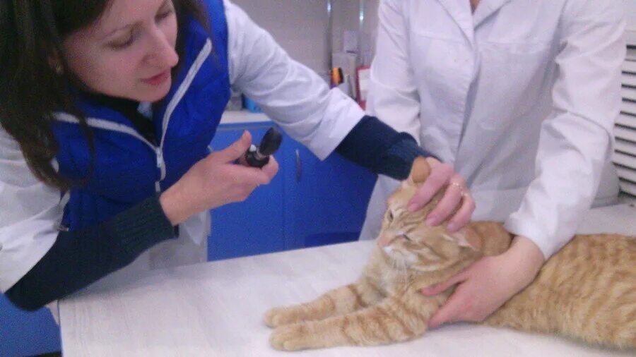 добрыня, йошкар-ола. зоосфера йошкар-ола ветклиника. ветклиника на петрова в йошкар-ола. ветеринарная клиника йошкар-ола на 8 марта. умка йошкар-ола ветеринарная клиника.