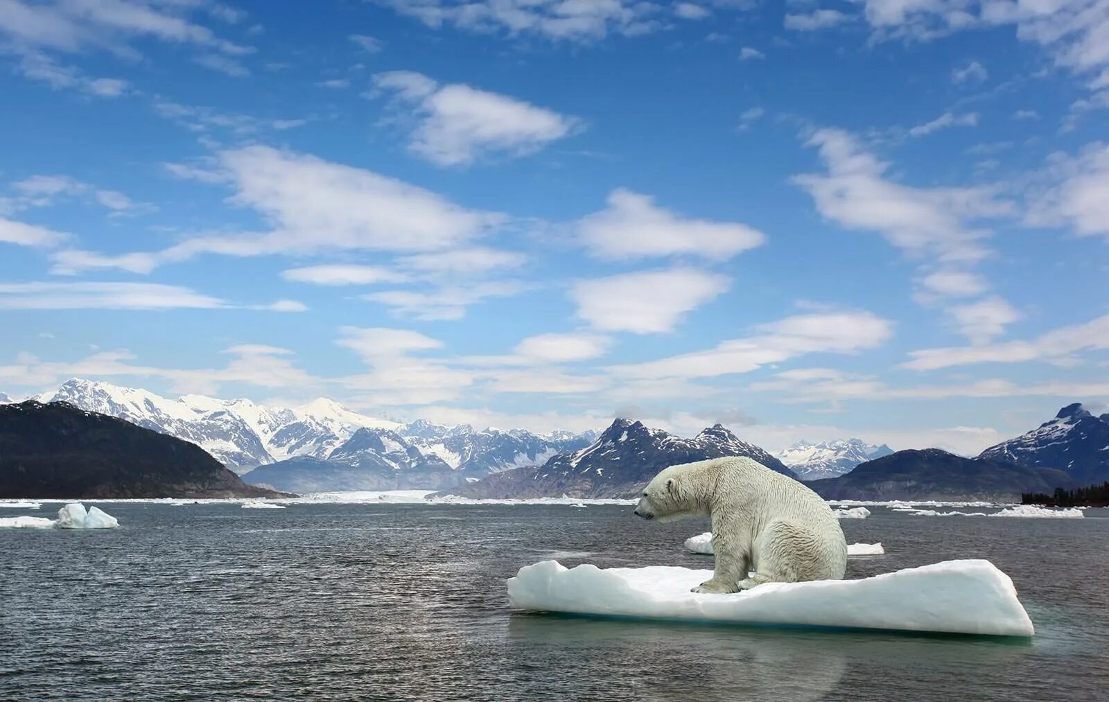 Глобальное потепление медведи. Арктика медведи. Глобальное потепление белые медведи. Белый медведь на льдине.