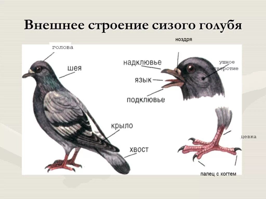 Внешнее строение сизого голубя. Голубь биология внешнее строение. Внешнее строение голубя 7 класс. Внешнее строение птицы биология 7 класс.