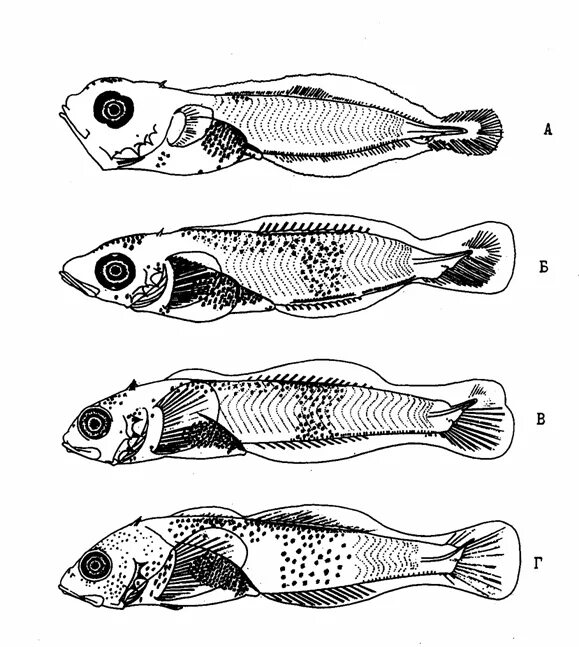 Какой тип развития характерен для европейского керчака. Myoxocephalus stelleri. Миотомы рыб. Основные формы меланофоров рыб. Керчак ЯОК.