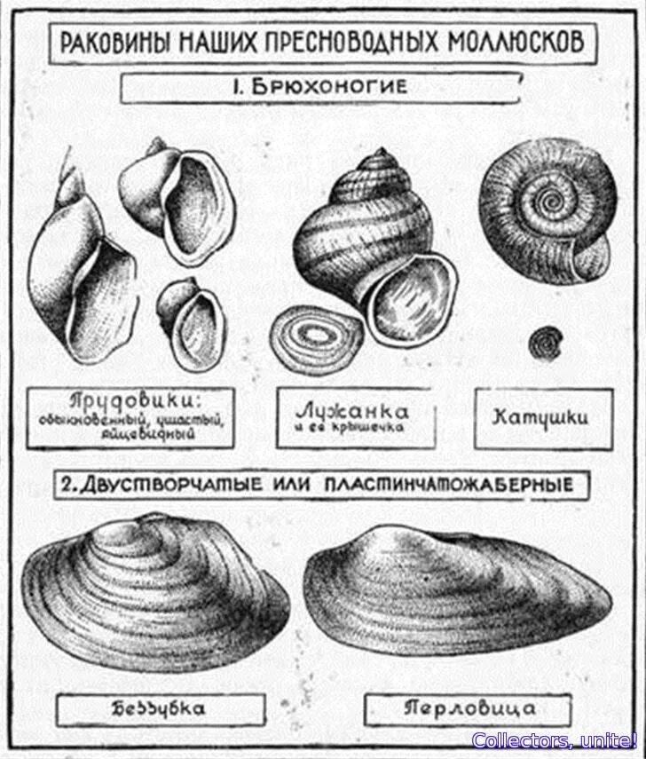 Строение раковин двустворчатых и брюхоногих моллюсков. Строение раковины брюхоногих моллюсков. Двустворчатые моллюски строение раковины. Строение раковины двустворчатых моллюсков схема. Раковина брюхоногих двустворчатых