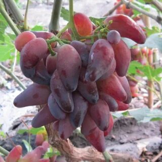 Виноград сорт перцовый красный