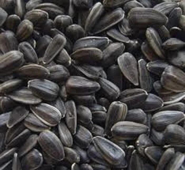 Продается семечки. Семечки в фруктах. семечки 40+. sunflower black seeds. семечки нефть.