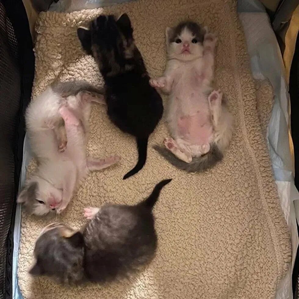 Котенок сирота. Собака приютила котят. Материнский инстинкт у кошек