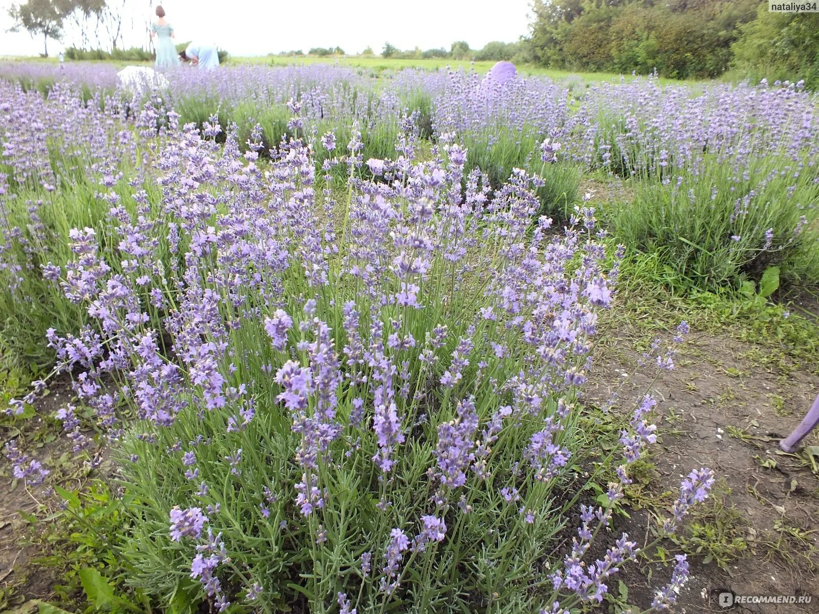 лавандовое лето солнечная ул 26 село кочетовка