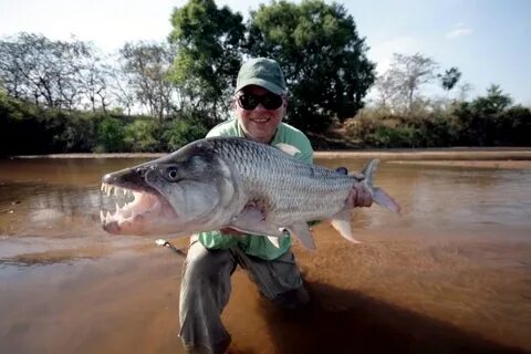 Tiger fish